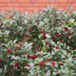 Thompson And Morgan Hedge Holly 9cm Pot X 10 -Garden Tools Shop 370875 3 1