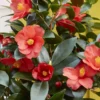 Thompson And Morgan Camellia '1001 Summer Nights' Jasmine 10.5cm Pot - 2 Plant