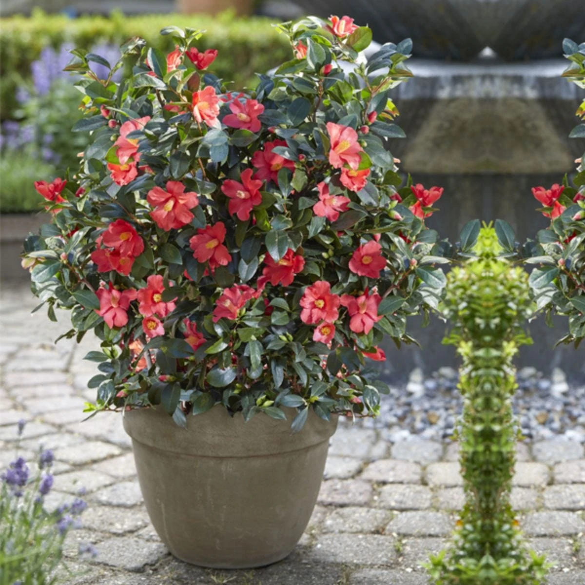 Thompson And Morgan Camellia '1001 Summer Nights' Jasmine 10.5cm Pot - 1 Plant 2 Thompson And Morgan Camellia '1001 Summer Nights' Jasmine 10.5cm Pot - 1 Plant - Image 2