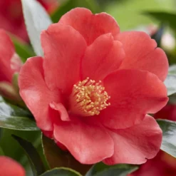 Thompson And Morgan Camellia '1001 Summer Nights' Jasmine 10.5cm Pot - 2 Plant -Garden Tools Shop 370876 3 2
