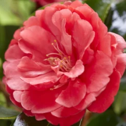 Thompson And Morgan Camellia '1001 Summer Nights' Jasmine 10.5cm Pot - 1 Plant 8 Thompson And Morgan Camellia '1001 Summer Nights' Jasmine 10.5cm Pot - 1 Plant -Garden Tools Shop 370876 4 1