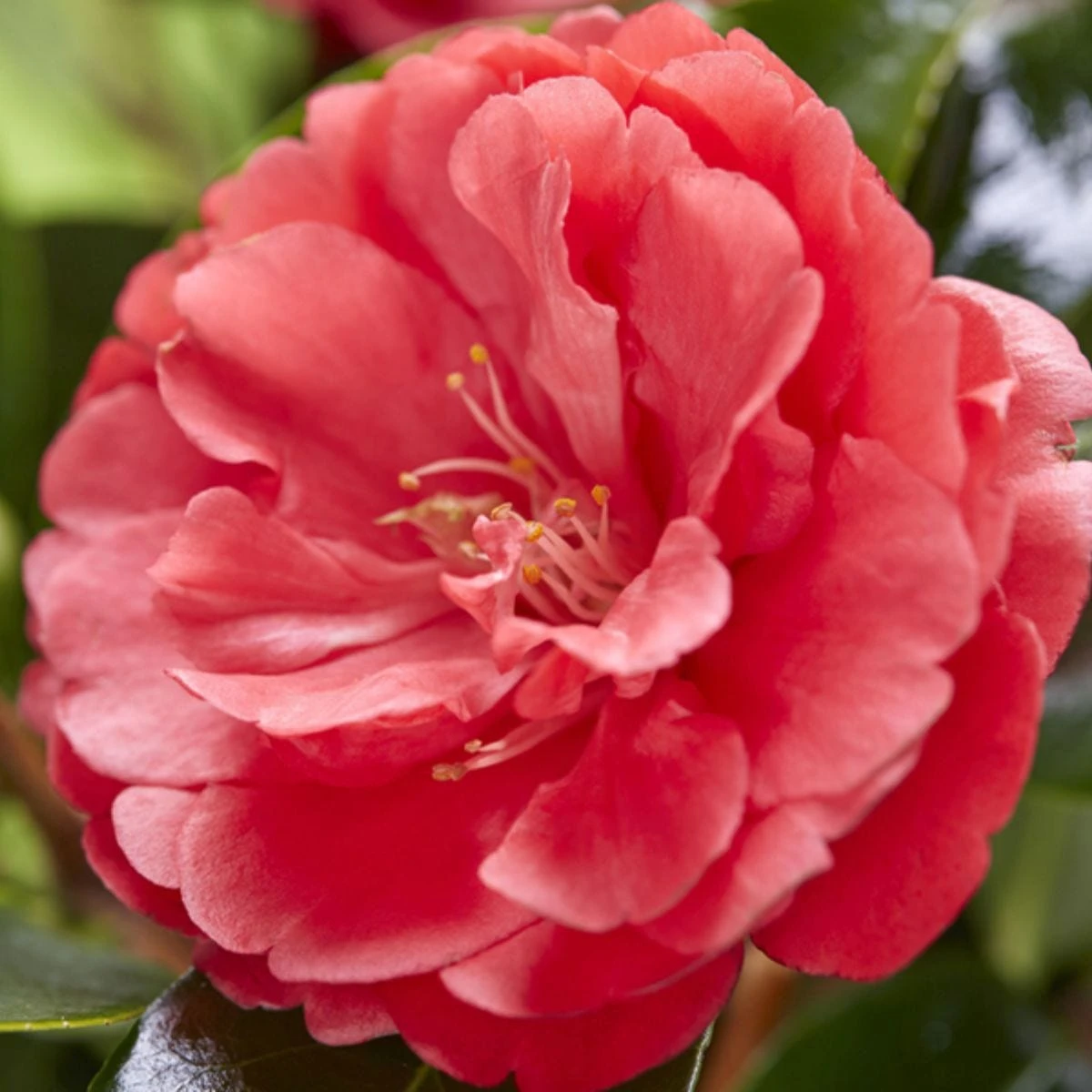 Thompson And Morgan Camellia '1001 Summer Nights' Jasmine 10.5cm Pot - 1 Plant 4 Thompson And Morgan Camellia '1001 Summer Nights' Jasmine 10.5cm Pot - 1 Plant - Image 4