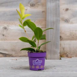 Thompson And Morgan Camellia '1001 Summer Nights' Jasmine 10.5cm Pot - 2 Plant -Garden Tools Shop 370876 5 2