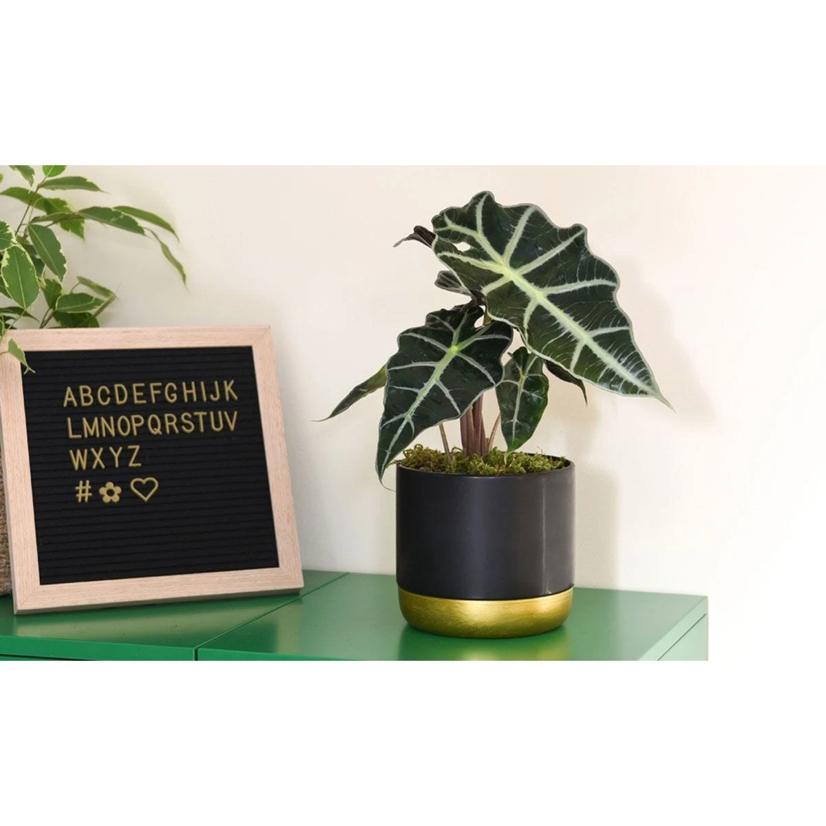 Thompson And Morgan Alocasia Amazonica (Elephant Ear Plant) 11cm Pot X 3 1 Thompson And Morgan Alocasia Amazonica (Elephant Ear Plant) 11cm Pot X 3