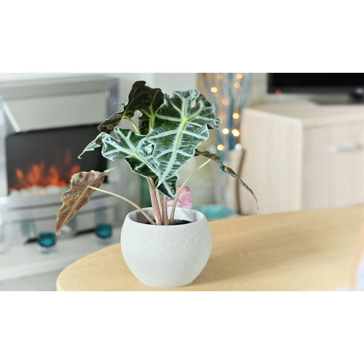 Thompson And Morgan Alocasia Amazonica (Elephant Ear Plant) 11cm Pot X 3 2 Thompson And Morgan Alocasia Amazonica (Elephant Ear Plant) 11cm Pot X 3 - Image 2