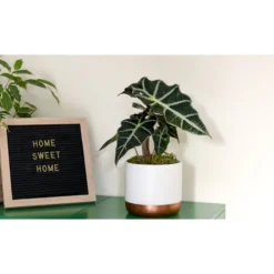 Thompson And Morgan Alocasia Amazonica (Elephant Ear Plant) 11cm Pot X 3 9 Thompson And Morgan Alocasia Amazonica (Elephant Ear Plant) 11cm Pot X 3 -Garden Tools Shop 370885 3