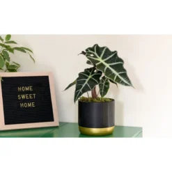 Thompson And Morgan Alocasia Amazonica (Elephant Ear Plant) 11cm Pot X 3 11 Thompson And Morgan Alocasia Amazonica (Elephant Ear Plant) 11cm Pot X 3 -Garden Tools Shop 370885 5