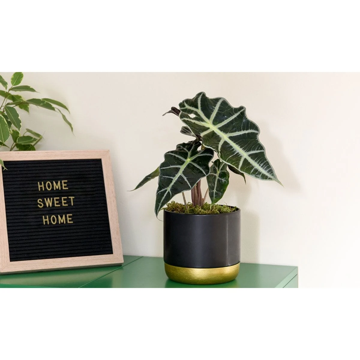 Thompson And Morgan Alocasia Amazonica (Elephant Ear Plant) 11cm Pot X 3 5 Thompson And Morgan Alocasia Amazonica (Elephant Ear Plant) 11cm Pot X 3 - Image 5