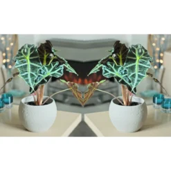 Thompson And Morgan Alocasia Amazonica (Elephant Ear Plant) 11cm Pot X 3 12 Thompson And Morgan Alocasia Amazonica (Elephant Ear Plant) 11cm Pot X 3 -Garden Tools Shop 370885 6