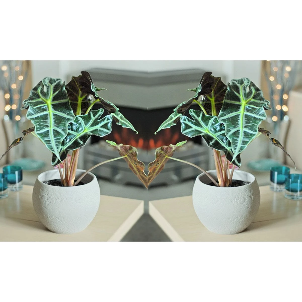 Thompson And Morgan Alocasia Amazonica (Elephant Ear Plant) 11cm Pot X 3 6 Thompson And Morgan Alocasia Amazonica (Elephant Ear Plant) 11cm Pot X 3 - Image 6