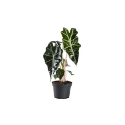 Thompson And Morgan Alocasia Amazonica (Elephant Ear Plant) 11cm Pot X 3 13 Thompson And Morgan Alocasia Amazonica (Elephant Ear Plant) 11cm Pot X 3 -Garden Tools Shop 370885 7