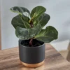 Thompson And Morgan Ficus Lyrata 'Compacta' (House Plant) 9cm X 3