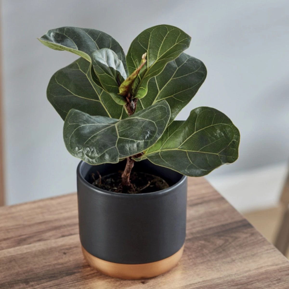 Thompson And Morgan Ficus Lyrata 'Compacta' (House Plant) 9cm X 3 1 Thompson And Morgan Ficus Lyrata 'Compacta' (House Plant) 9cm X 3