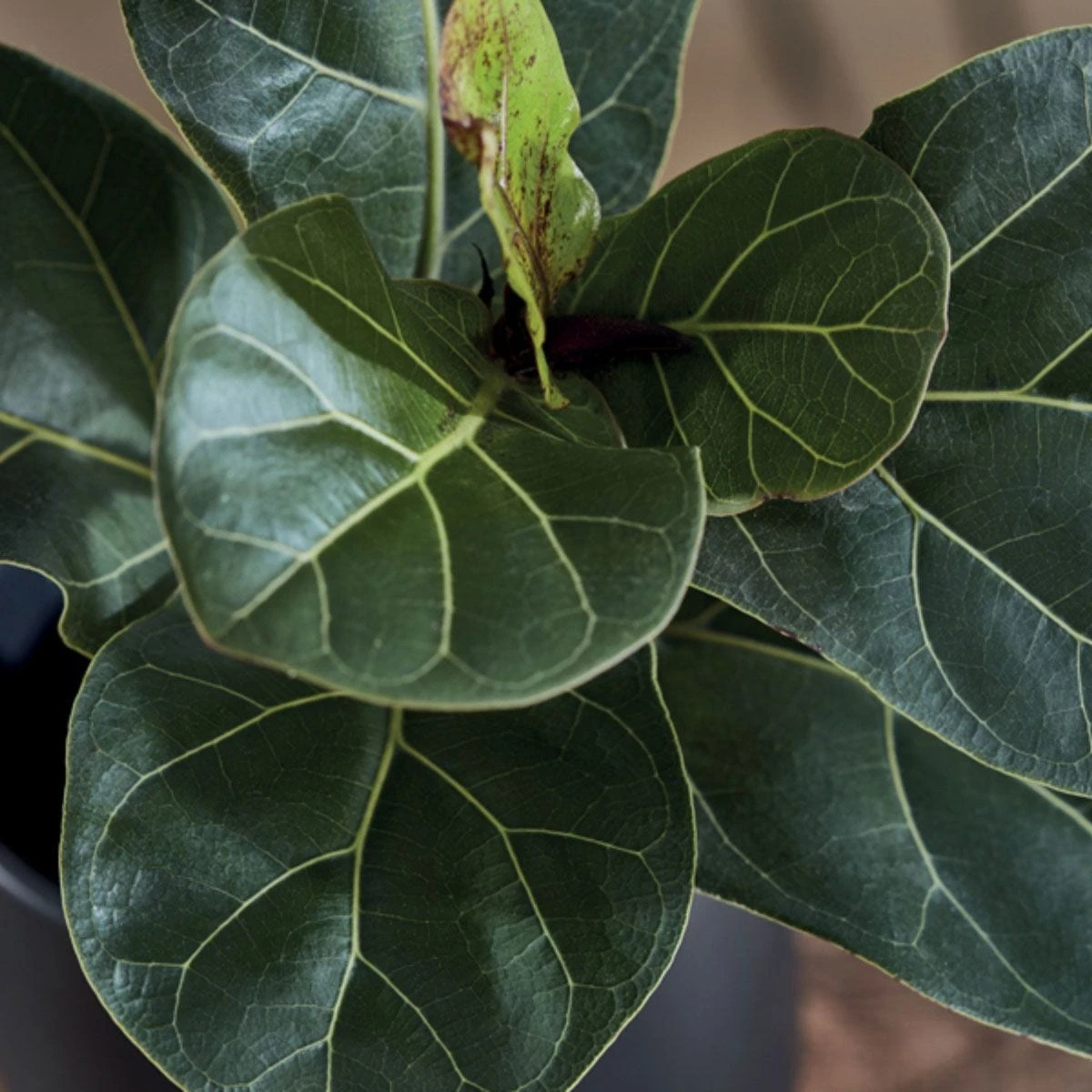 Thompson And Morgan Ficus Lyrata 'Compacta' (House Plant) 9cm X 3 2 Thompson And Morgan Ficus Lyrata 'Compacta' (House Plant) 9cm X 3 - Image 2