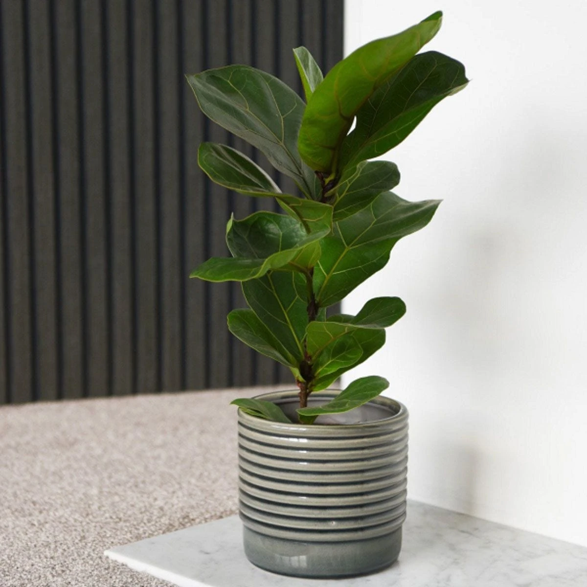 Thompson And Morgan Ficus Lyrata 'Compacta' (House Plant) 9cm X 3 3 Thompson And Morgan Ficus Lyrata 'Compacta' (House Plant) 9cm X 3 - Image 3