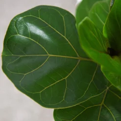 Thompson And Morgan Ficus Lyrata 'Compacta' (House Plant) 9cm X 2 -Garden Tools Shop 370931 4 3
