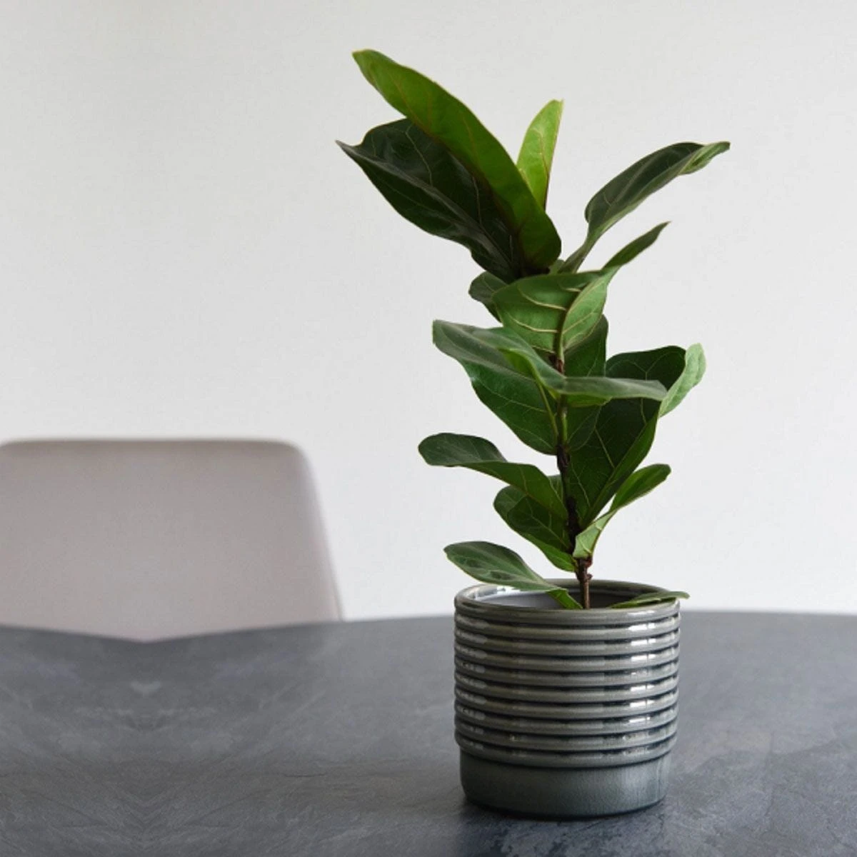 Thompson And Morgan Ficus Lyrata 'Compacta' (House Plant) 9cm X 3 5 Thompson And Morgan Ficus Lyrata 'Compacta' (House Plant) 9cm X 3 - Image 5