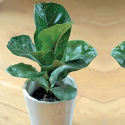 Thompson And Morgan Ficus Lyrata 'Compacta' (House Plant) 9cm X 3 13 Thompson And Morgan Ficus Lyrata 'Compacta' (House Plant) 9cm X 3 -Garden Tools Shop 370931 6 4