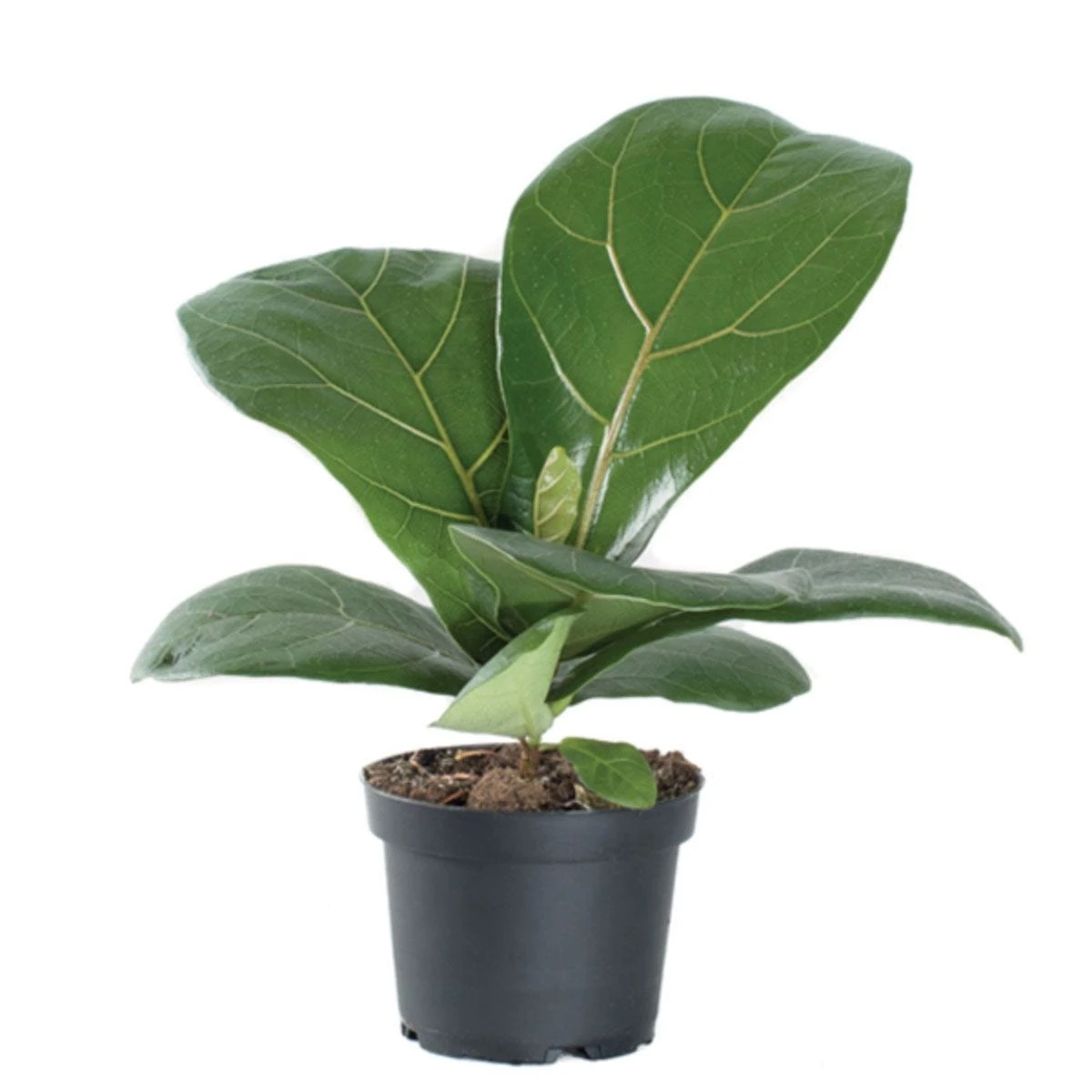 Thompson And Morgan Ficus Lyrata 'Compacta' (House Plant) 9cm X 3 7 Thompson And Morgan Ficus Lyrata 'Compacta' (House Plant) 9cm X 3 - Image 7