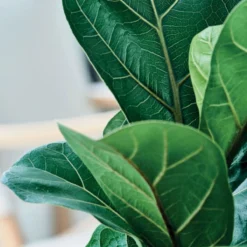 Thompson And Morgan Ficus Lyrata 'Compacta' (House Plant) 9cm X 3 15 Thompson And Morgan Ficus Lyrata 'Compacta' (House Plant) 9cm X 3 -Garden Tools Shop 370931 8 4