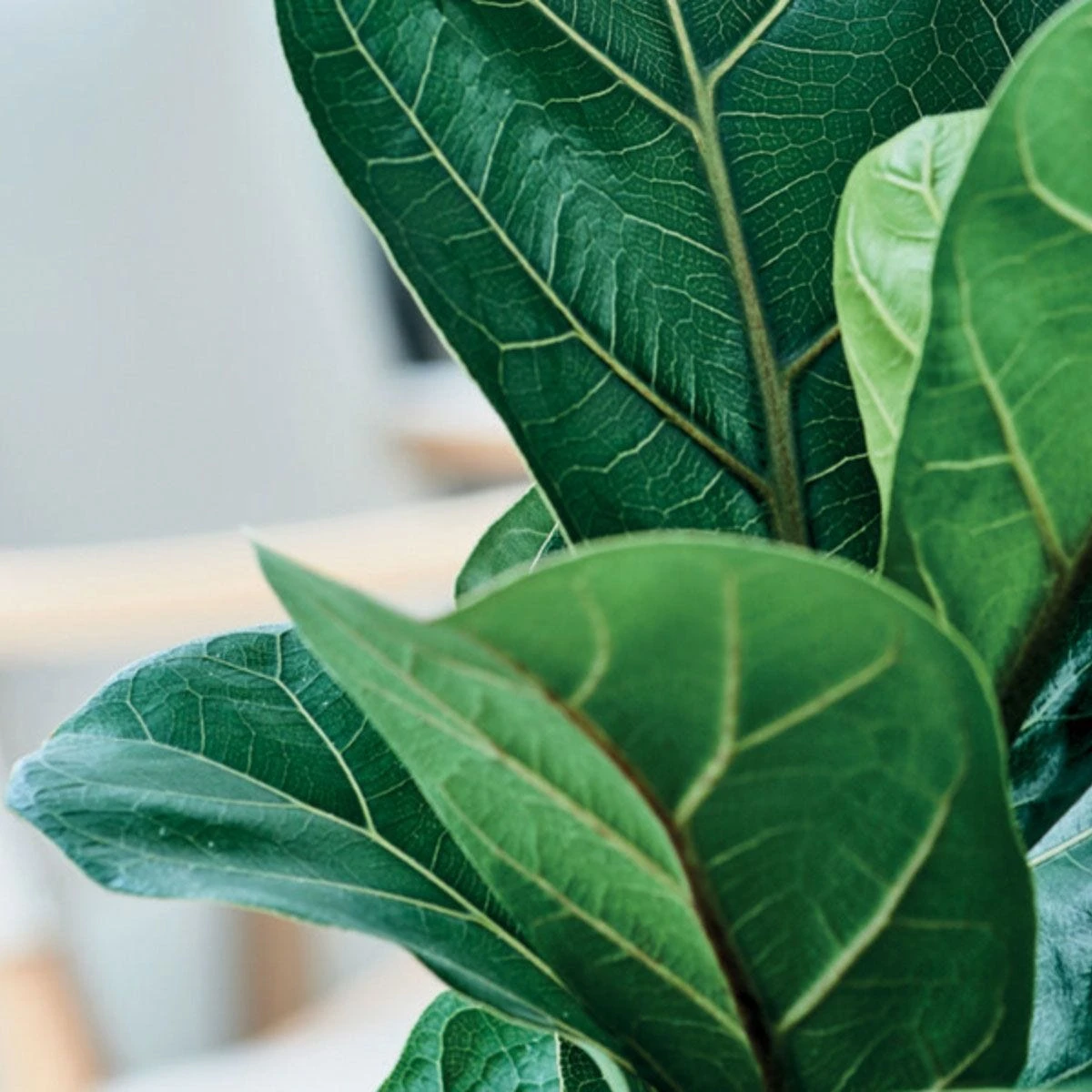 Thompson And Morgan Ficus Lyrata 'Compacta' (House Plant) 9cm X 3 8 Thompson And Morgan Ficus Lyrata 'Compacta' (House Plant) 9cm X 3 - Image 8