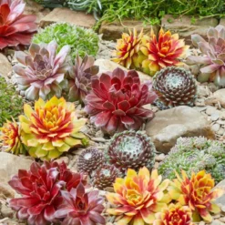 Thompson And Morgan Sempervivum Mixed 5.5cm Pot Pot X 5