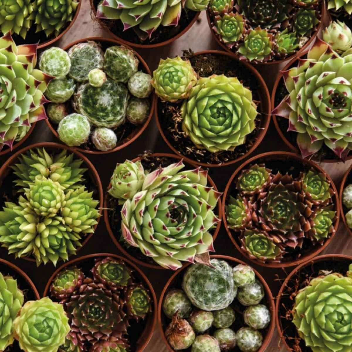 Thompson And Morgan Sempervivum Mixed 5.5cm Pot Pot X 10 2 Thompson And Morgan Sempervivum Mixed 5.5cm Pot Pot X 10 - Image 2