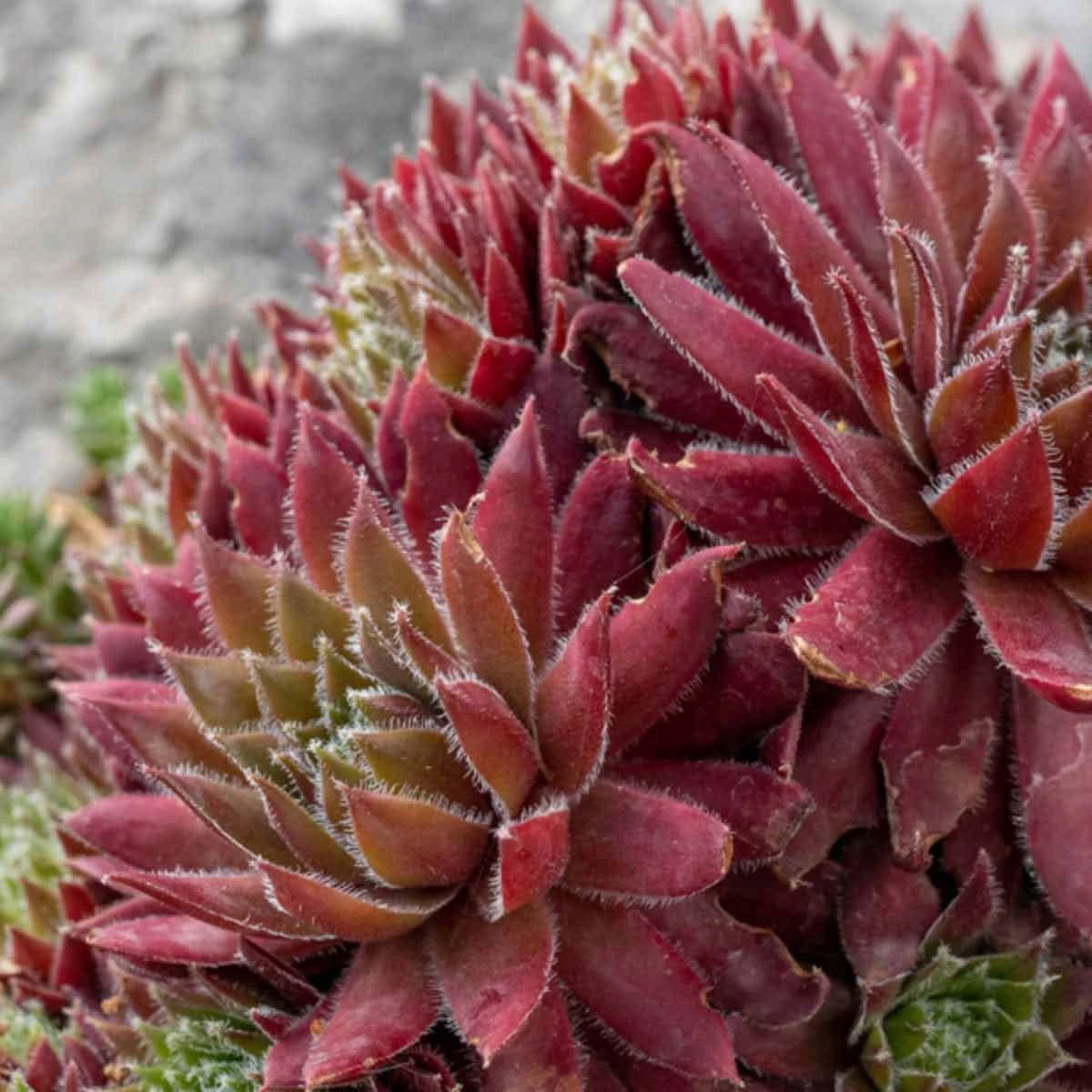 Thompson And Morgan Sempervivum Mixed 5.5cm Pot Pot X 10 3 Thompson And Morgan Sempervivum Mixed 5.5cm Pot Pot X 10 - Image 3