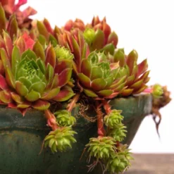 Thompson And Morgan Sempervivum Mixed 5.5cm Pot Pot X 5 9 Thompson And Morgan Sempervivum Mixed 5.5cm Pot Pot X 5 -Garden Tools Shop 370934 4 1 2