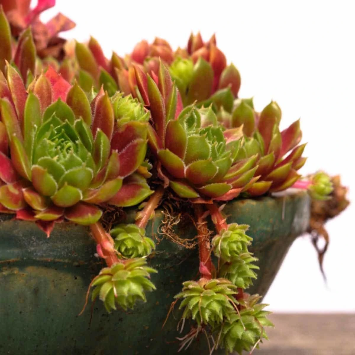 Thompson And Morgan Sempervivum Mixed 5.5cm Pot Pot X 5 4 Thompson And Morgan Sempervivum Mixed 5.5cm Pot Pot X 5 - Image 4