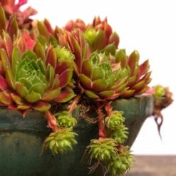 Thompson And Morgan Sempervivum Mixed 5.5cm Pot Pot X 10 9 Thompson And Morgan Sempervivum Mixed 5.5cm Pot Pot X 10 -Garden Tools Shop 370934 4 1 4