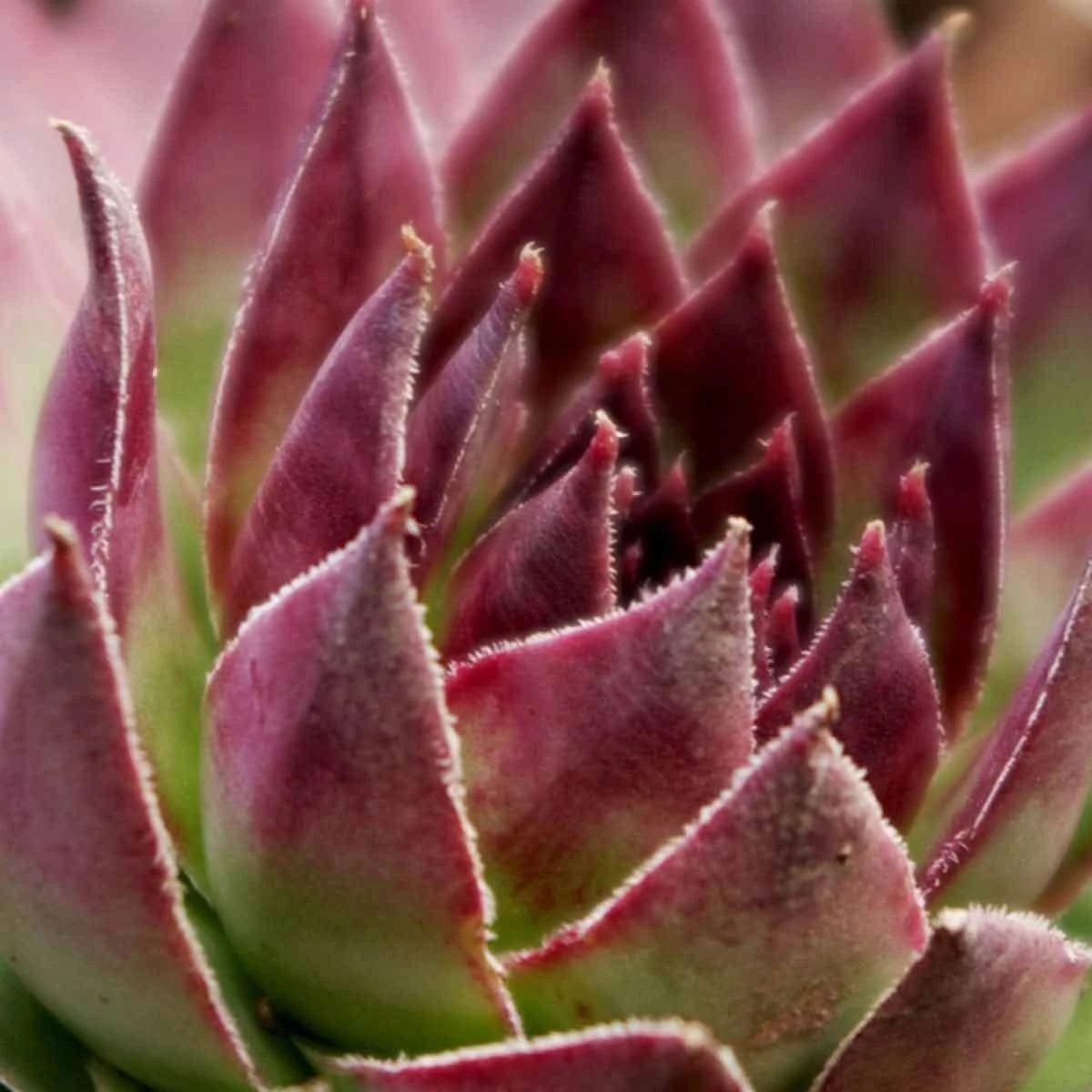 Thompson And Morgan Sempervivum Mixed 5.5cm Pot Pot X 10 5 Thompson And Morgan Sempervivum Mixed 5.5cm Pot Pot X 10 - Image 5