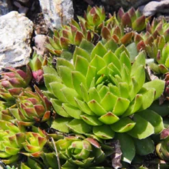 Thompson And Morgan Sempervivum Mixed 5.5cm Pot Pot X 10 11 Thompson And Morgan Sempervivum Mixed 5.5cm Pot Pot X 10 -Garden Tools Shop 370934 6 1 4