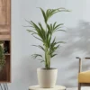 Thompson And Morgan Kentia Palm (House Plant) 17cm Pot - 1 Plant