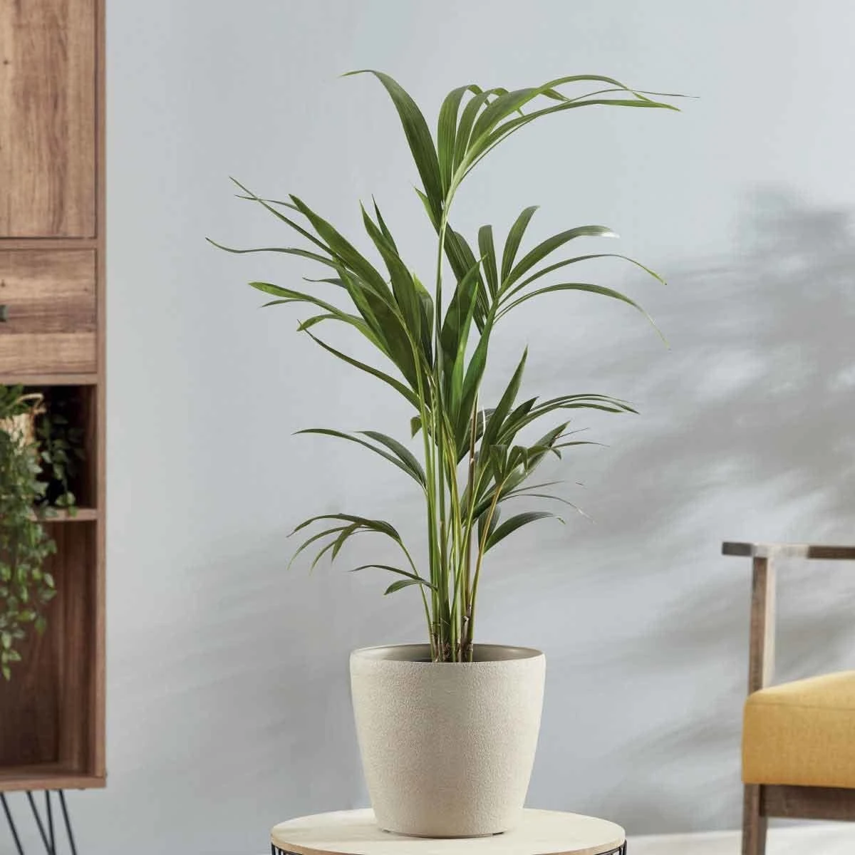 Thompson And Morgan Kentia Palm (House Plant) 17cm Pot - 1 Plant 1 Thompson And Morgan Kentia Palm (House Plant) 17cm Pot - 1 Plant