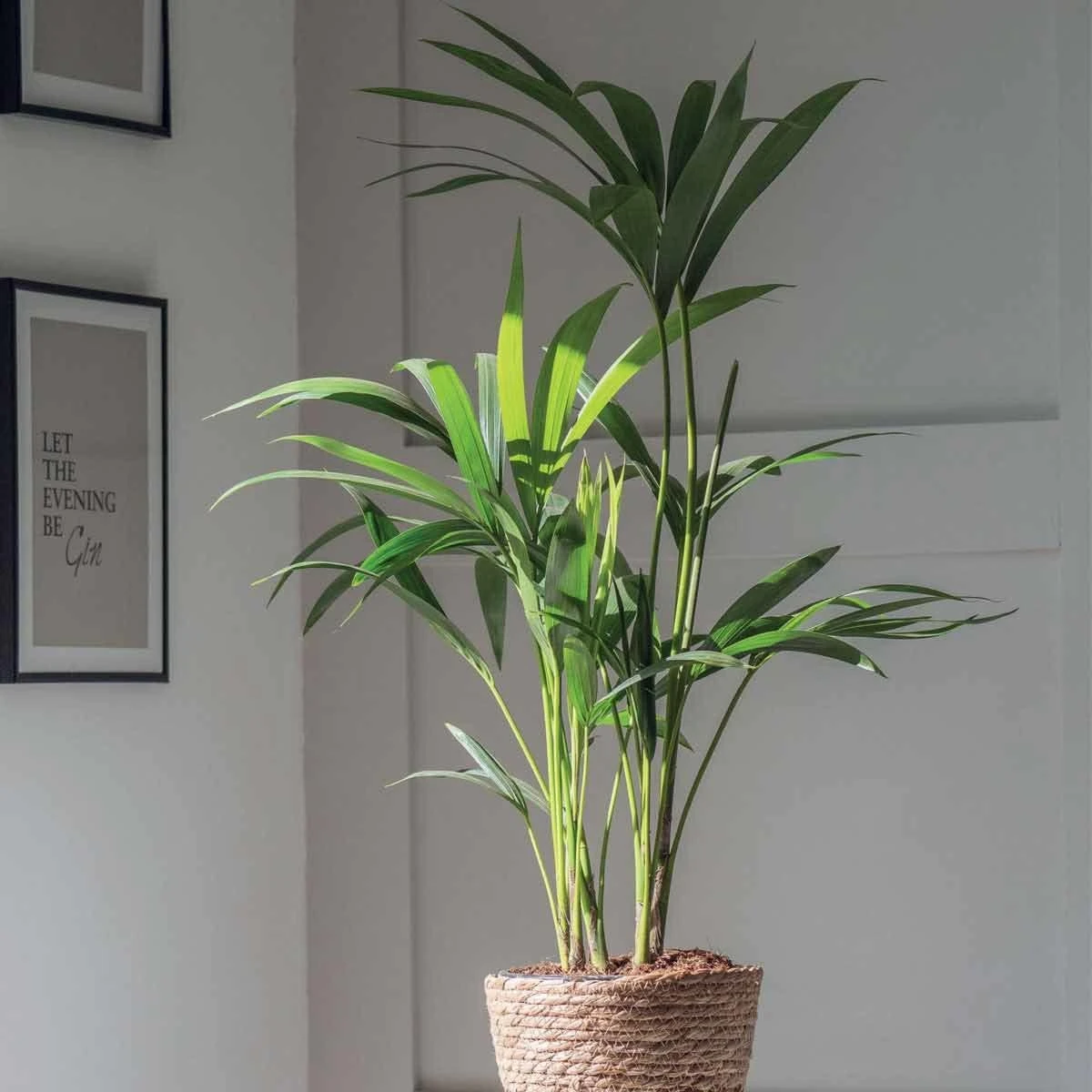 Thompson And Morgan Kentia Palm (House Plant) 17cm Pot - 1 Plant 2 Thompson And Morgan Kentia Palm (House Plant) 17cm Pot - 1 Plant - Image 2