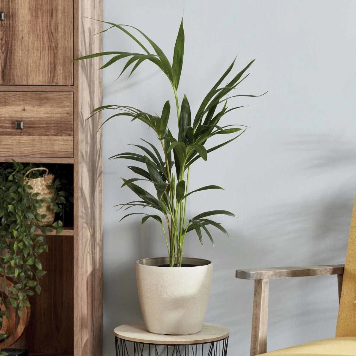 Thompson And Morgan Kentia Palm (House Plant) 17cm Pot - 1 Plant 3 Thompson And Morgan Kentia Palm (House Plant) 17cm Pot - 1 Plant - Image 3