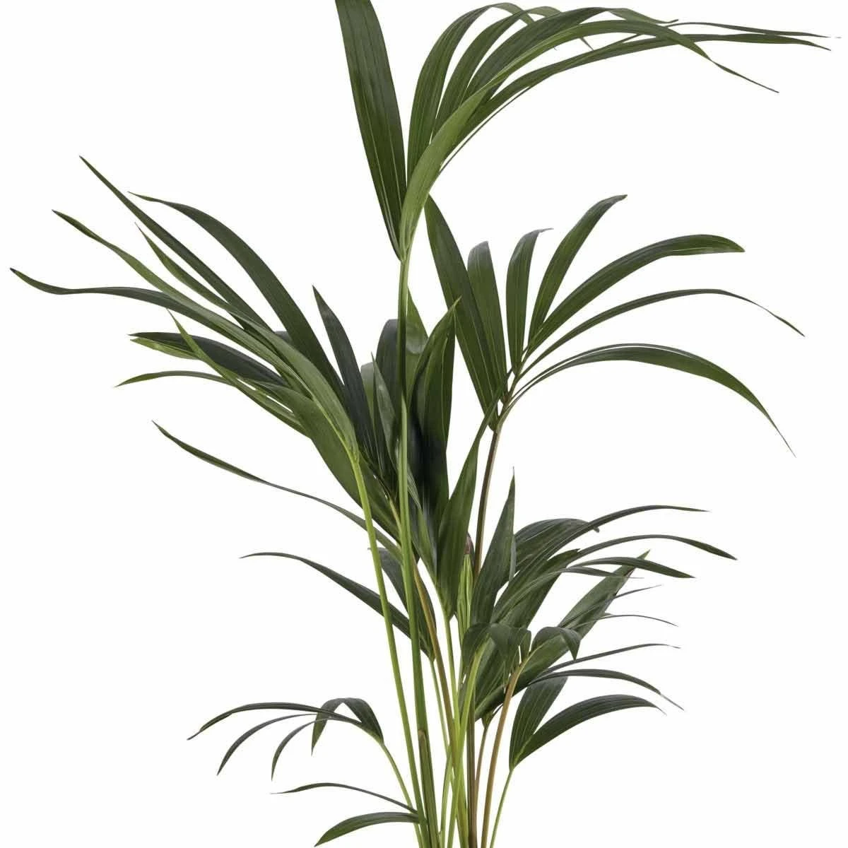 Thompson And Morgan Kentia Palm (House Plant) 17cm Pot - 1 Plant 4 Thompson And Morgan Kentia Palm (House Plant) 17cm Pot - 1 Plant - Image 4