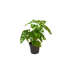 Thompson And Morgan Monstera Monkey Leaf Swiss Cheese Hanging Plant 12cm Pot X 1 -Garden Tools Shop 370942 10