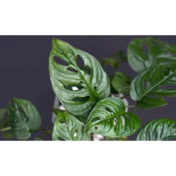 Thompson And Morgan Monstera Monkey Leaf Swiss Cheese Hanging Plant 12cm Pot X 1 -Garden Tools Shop 370942 3