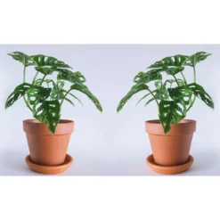 Thompson And Morgan Monstera Monkey Leaf Swiss Cheese Hanging Plant 12cm Pot X 1 -Garden Tools Shop 370942 4