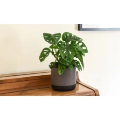 Thompson And Morgan Monstera Monkey Leaf Swiss Cheese Hanging Plant 12cm Pot X 1 -Garden Tools Shop 370942 6