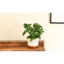 Thompson And Morgan Monstera Monkey Leaf Swiss Cheese Hanging Plant 12cm Pot X 1 -Garden Tools Shop 370942 7