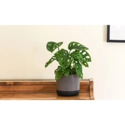 Thompson And Morgan Monstera Monkey Leaf Swiss Cheese Hanging Plant 12cm Pot X 1 -Garden Tools Shop 370942 9