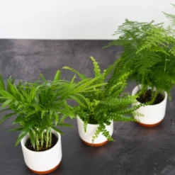 Thompson And Morgan Green Houseplant Starter Mix 6cm Pot X 3 -Garden Tools Shop 370950 3 1