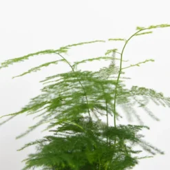 Thompson And Morgan Green Houseplant Starter Mix 6cm Pot X 3 -Garden Tools Shop 370950 5 1