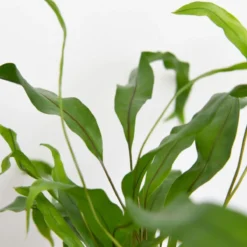 Thompson And Morgan Green Houseplant Starter Mix 6cm Pot X 3 -Garden Tools Shop 370950 6 1