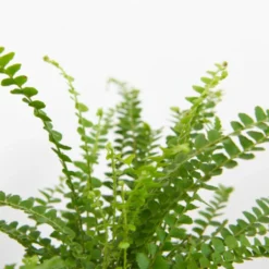 Thompson And Morgan Green Houseplant Starter Mix 6cm Pot X 3 -Garden Tools Shop 370950 8 1