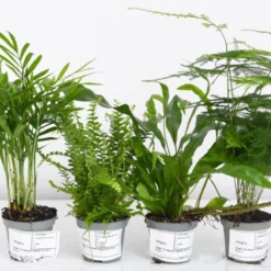 Thompson And Morgan Green Houseplant Starter Mix 6cm Pot X 3 -Garden Tools Shop 370950 9 1