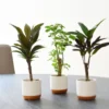 Thompson And Morgan Houseplant Tropical Mix 6cm Pot X 3